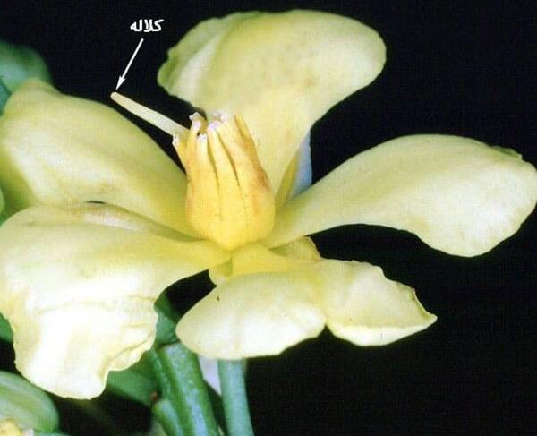 عکس پرچم و مادگی گل