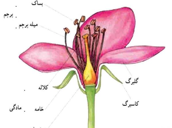 عکس پرچم و مادگی گل