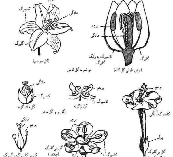 عکس پرچم و مادگی گل