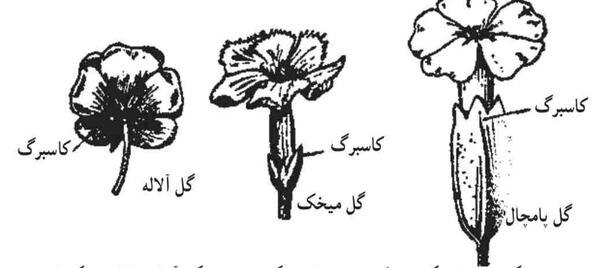 عکس پرچم و مادگی گل
