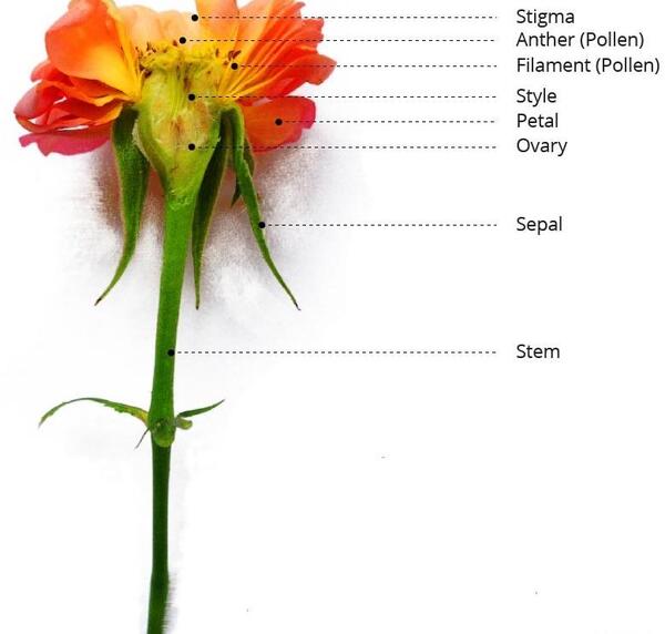 عکس پرچم و مادگی گل