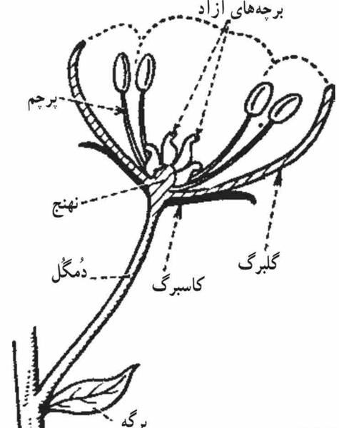 عکس پرچم و مادگی گل