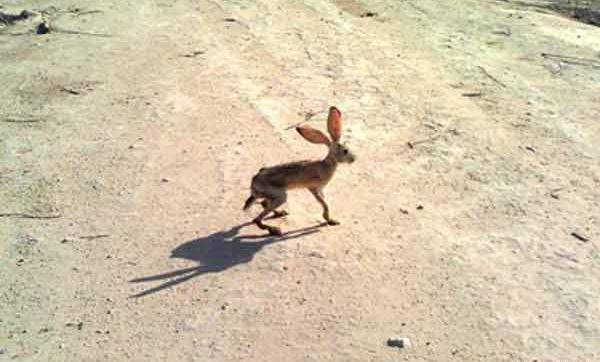 عکسهای خرگوش صحرایی