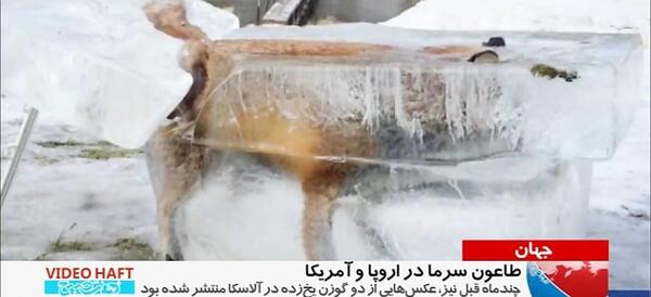 عکس روباه یخ زده