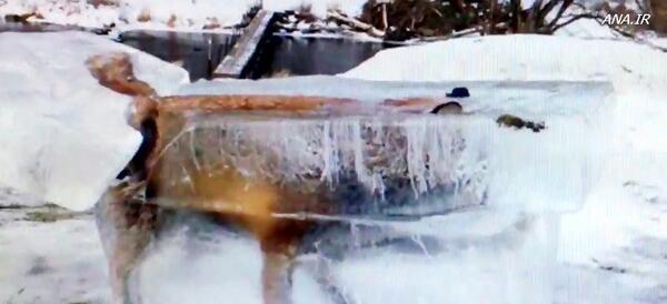 عکس روباه یخ زده