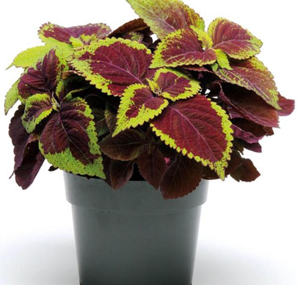 عکس گلهام نی نی سایت