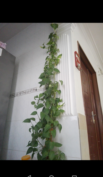 عکس گلهام نی نی سایت