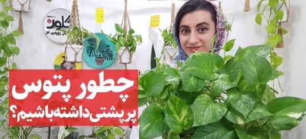 عکس گلهام نی نی سایت
