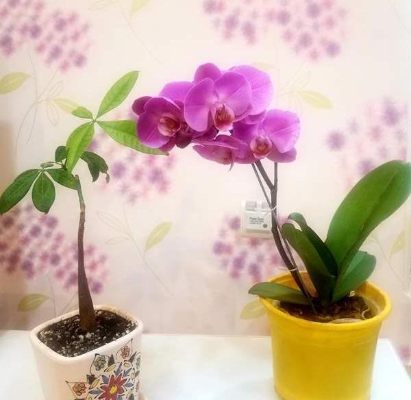 عکس گلهام نی نی سایت