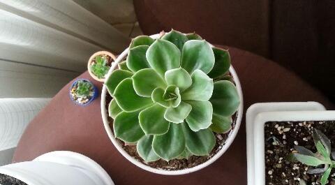 عکس گلهام نی نی سایت