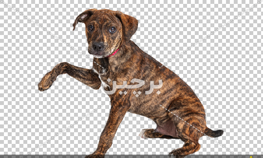 دانلود عکس هاپو