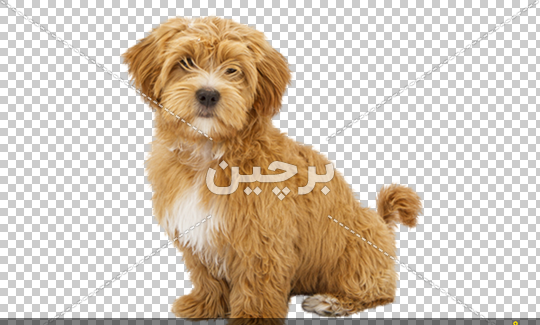 دانلود عکس هاپو
