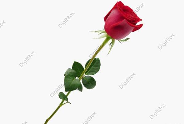 عکس دسته گل غنچه