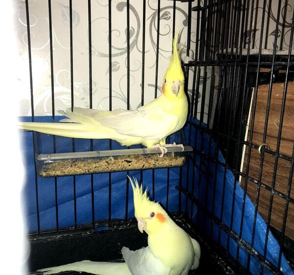 عکس عروس هلندی ارمنی
