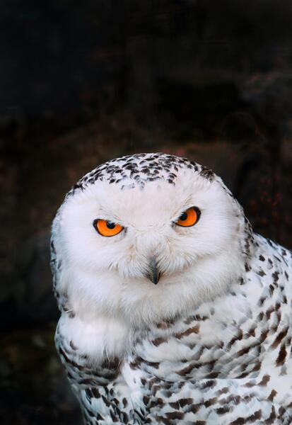 عکس رنگ جغد