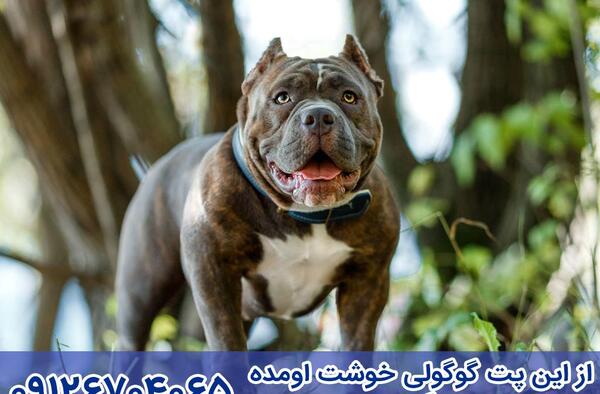 عکس سگ پیت بول قوی