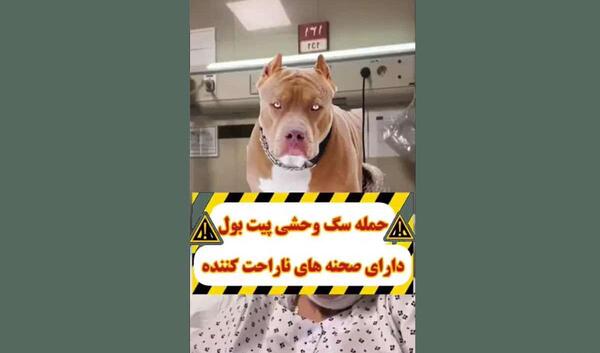 عکس سگ پیت بول برای صفحه گوشی