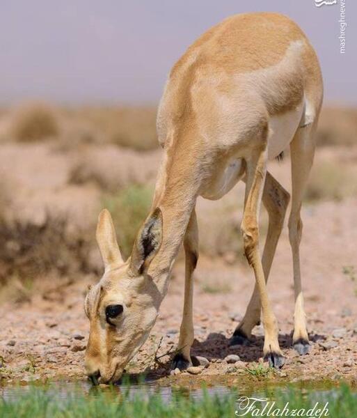 عکس آهو ایرانی