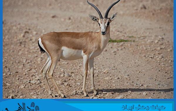 عکس آهو ایرانی