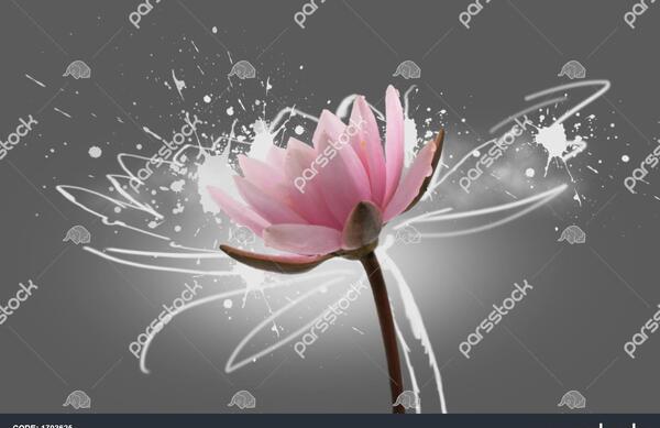 عکس شکوفه نیلوفر آبی