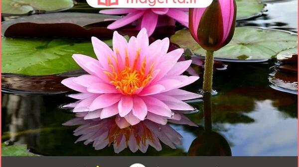 عکس شکوفه نیلوفر آبی