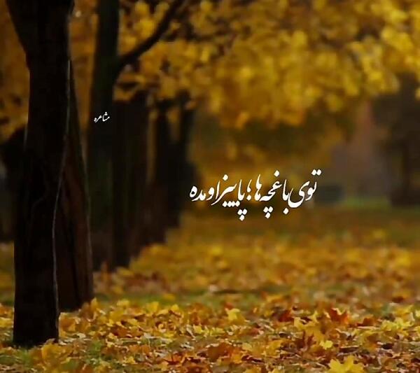 عکس استوری پاییز همایون شجریان