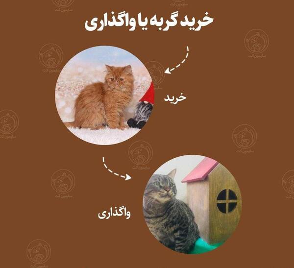 عکس شیطان گربه