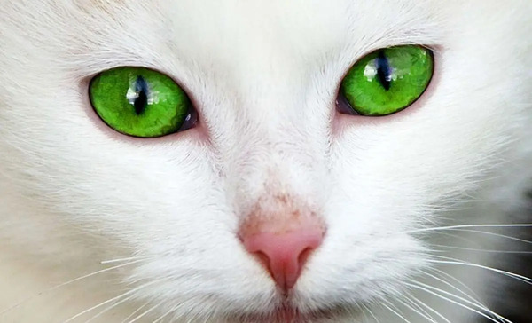 عکس شیطان گربه