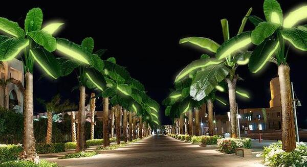 عکس خورشید پشت درخت