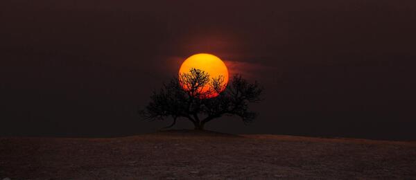 عکس خورشید پشت درخت