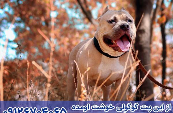 عکس سگ پیت بول و دوبرمن