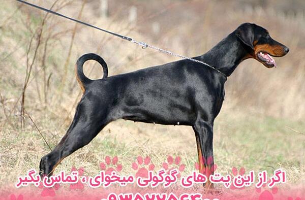 عکس سگ پیت بول و دوبرمن