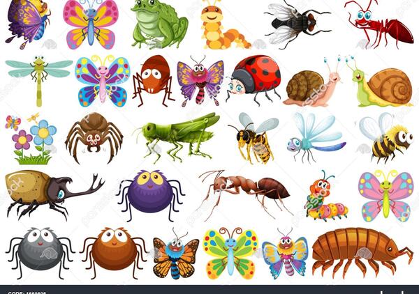 عکس سوسک زرافه ای