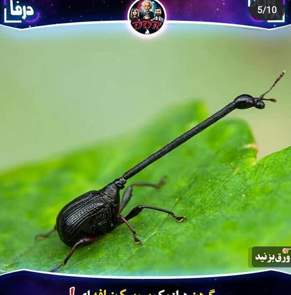 عکس سوسک زرافه ای
