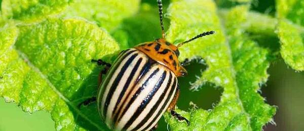 عکس سوسک زرافه ای