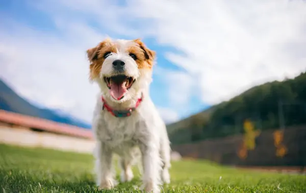 عکس هاپو با صدا