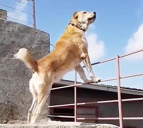 عکس هاپو با صدا
