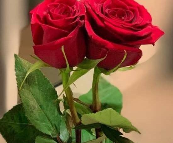 عکس های گل برای پروفایل واتساپ