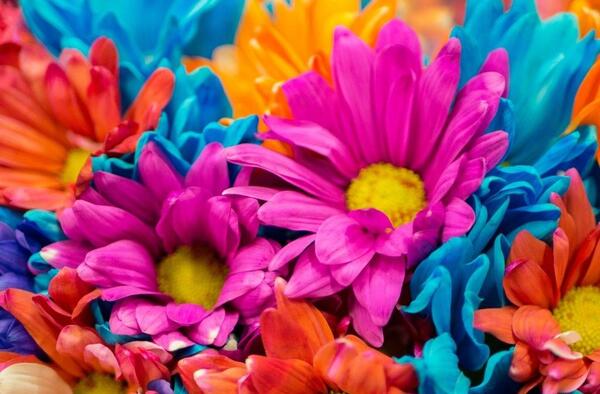 عکس های گل برای پروفایل واتساپ