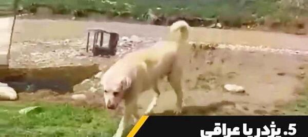 عکس سگ وحشی ترسناک ترین