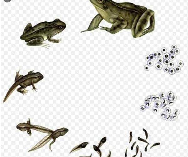 عکس نقاشی قورباغه