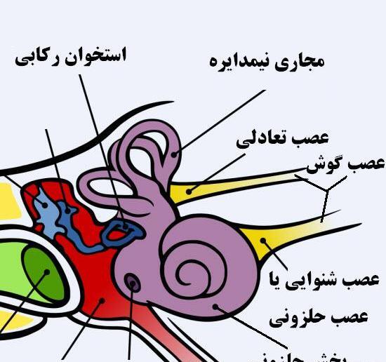 عکس ساختمان گوش علوم پنجم دبستان