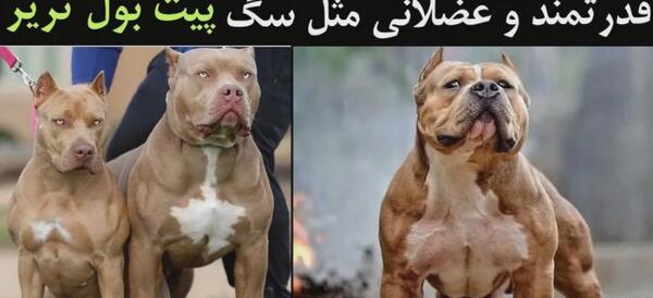 عکس سگ پیت بول تریر