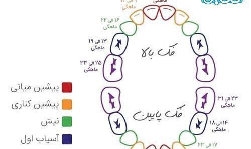 عکس مراحل دندان دراوردن نوزاد نی نی سایت