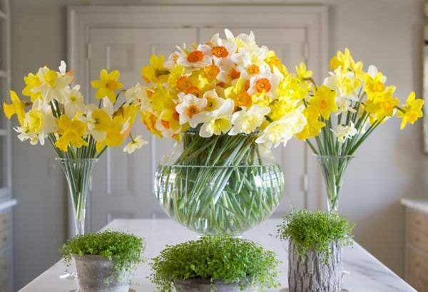 عکس برای پروفایل واتساپ گل نرگس