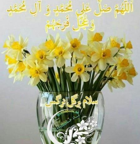 عکس برای پروفایل واتساپ گل نرگس