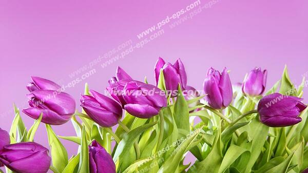 عکس های بنفش