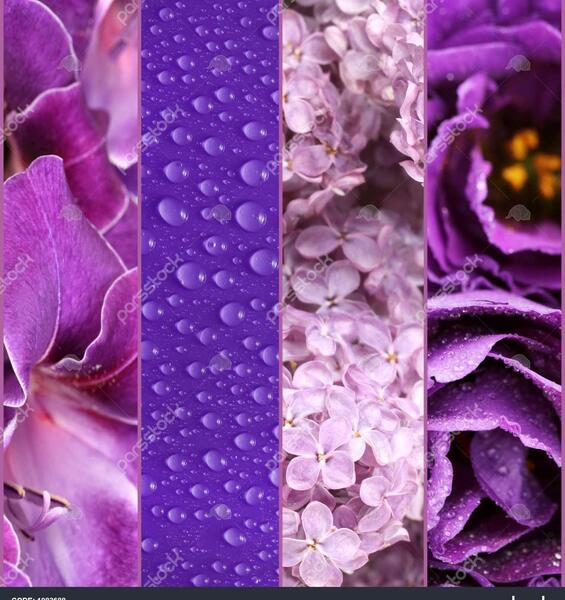 عکس های بنفش