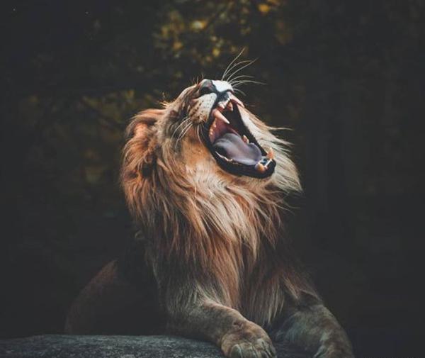 عکس شیر درنده برای پروفایل