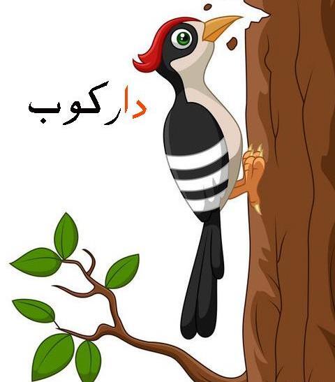 عکس تصاویر نقاشی دارکوب